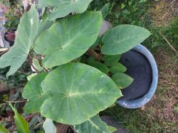 Colocasia Pink China Colocasia Pink China