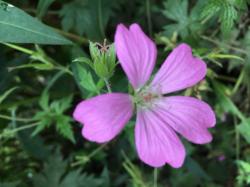 Storchenschnabel pink Storchenschnabel pink