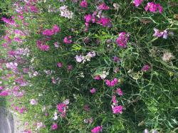 Wicken rosa pink Wicken rosa pink