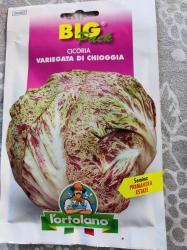 Cicoria Variegata Di Chioggia Cicoria Variegata Di Chioggia
