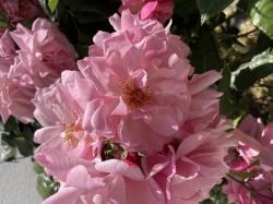 Duftrose - rosa Duftrose - rosa