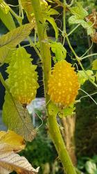 Balsambirne Balsambirne