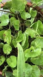 Gotu Kola , Indischer Wassernabel Gotu Kola , Indischer Wassernabel
