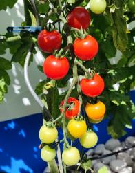 Mexikanische Honigtomate Mexikanische Honigtomate