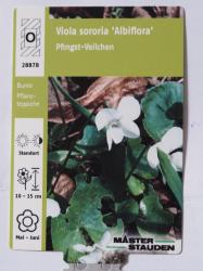 *Foto Veilchen Staudenveilchen mit weißer Blüte *Foto Veilchen Staudenveilchen mit weißer Blüte