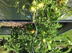 Freiland-Tomate Dorenia Freiland-Tomate Dorenia