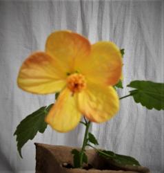 Abutilon Schönmalve "Hatsukois Baby" Abutilon Schönmalve "Hatsukois Baby"