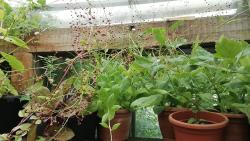 Murdannia Murdannia