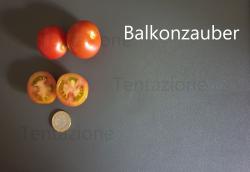 Tomate Balkonzauber Tomate Balkonzauber