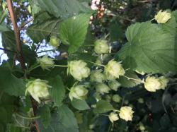 Hopfenplanze Hopfenplanze