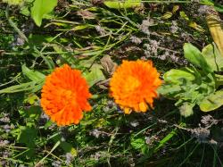 Ringelblumen Ringelblumen