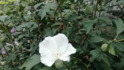 Hibiskus Hibiskus