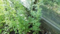 Artemisia Annua Artemisia Annua