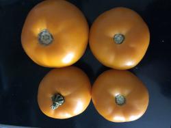 Kelloggs Breakfest - orange Fleischtomate Kelloggs Breakfest - orange Fleischtomate