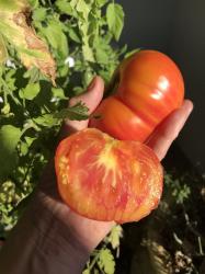 Ananas Tomate Ananas Tomate