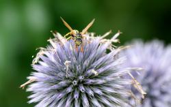 Kugeldistel Kugeldistel