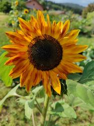Sonnenblume Sonnenblume