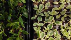 Eiskraut Aptenia Eiskraut Aptenia