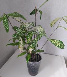 Dracaena Surculosa ‘Florida Beauty Dracaena Surculosa ‘Florida Beauty