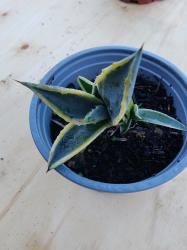 Gestreifte Agave Gestreifte Agave