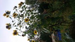 Sonnenblume mehrköpfig 4 m Sonnenblume mehrköpfig 4 m