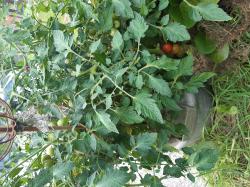 Resibella.Freiland+weitere Tomaten Resibella.Freiland+weitere Tomaten