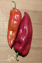 Samen roter süßer Spitzpaprika Samen roter süßer Spitzpaprika