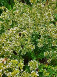 Oregano - weiße Blüten Oregano - weiße Blüten