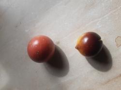 Belle Coeur.herzförmige Tomate++ Belle Coeur.herzförmige Tomate++