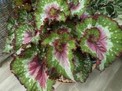 Blatt-Begonie 'Purple Blush' Blatt-Begonie 'Purple Blush'