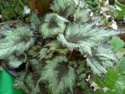 Blatt-Begonie 'Sumatra Green' Blatt-Begonie 'Sumatra Green'