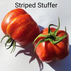 Tomate Striped Stuffer 