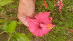 Stecklinge Pride of Handkins pink Stecklinge Pride of Handkins pink
