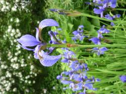Sibirische Iris, Wieseniris