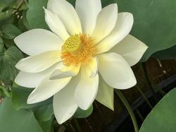 Lotus Nelumbo  Saatgut