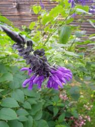 Ziersalbei Black und Blue Ziersalbei Black und Blue
