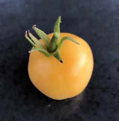 ***BIO-Tomate "Weißer Pfirsich"***