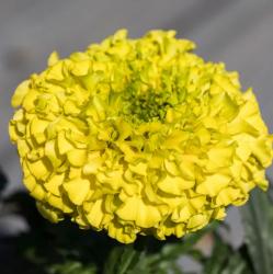 Tagetes (Perfection Yellow)