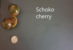 Tomate Schoko Cherry