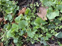 Knoblauchsrauke, 1 TL, bio, 3 für 2 Knoblauchsrauke, 1 TL, bio, 3 für 2