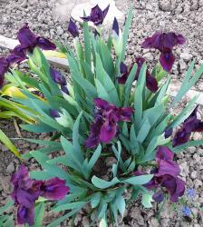 Iris nana Cherry Garden 