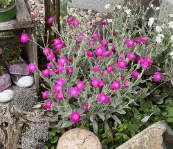 Samen Kranzlichtnelke pink Samen Kranzlichtnelke pink