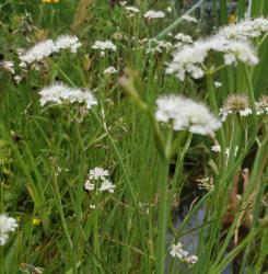 Röhriger Wasserfenchel Röhriger Wasserfenchel