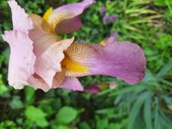 Iris Iris
