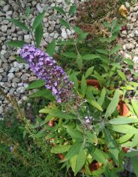 Sommerflieder Sommerflieder