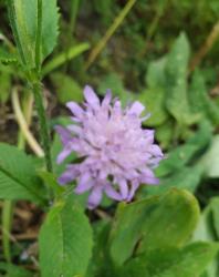 Wald-Witwenblume Wald-Witwenblume