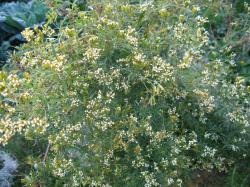 Gewürztagetes, Riesentagetes Gewürztagetes, Riesentagetes