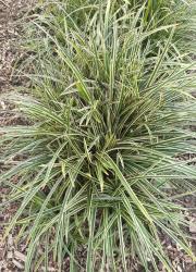 Carex Icedance Carex Icedance