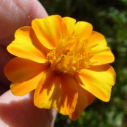 Tagetes »Bambino orange« Tagetes »Bambino orange«