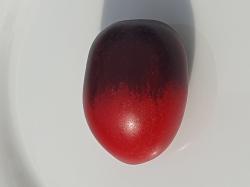 Tomate Pascal de Picardie Tomate Pascal de Picardie